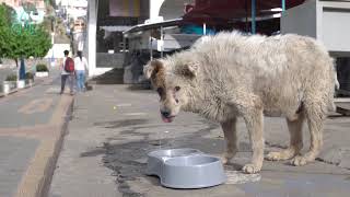 24 HORAS alimentando PERRITOS de la CALLE en OTAVALO