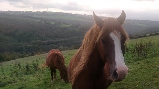 They were waiting 🐎Czekały