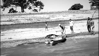 CRIME AMBIENTAL!!! JACARÉ É MORTO A GOLPES DE MACHADO NA AMAZÔNIA!!!