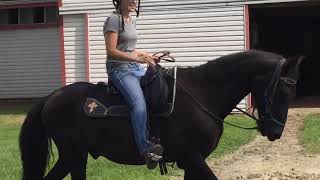 Relevante's First Ride after Recovering from Laminitis -  in Cavallos!