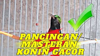 Pancingan konin ninja bahan /masteran murai batu