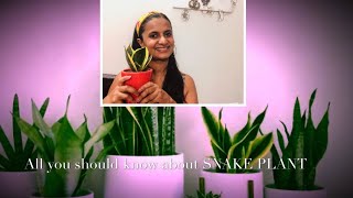 SNAKE PLANT-Easy,Low Maintainance,Indoor Plant and many other advantages that YOU SHOULD KNOW!!!