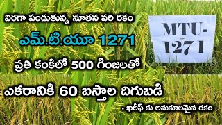 నూతన వరి రకం MTU-1271 ఎకరానికి 60 బస్తాల దిగుబడి|MTU -1271 | mtu 1271 Paddy variety| mtu 1271 seeds