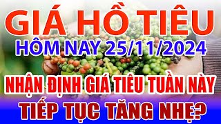 Giá tiêu hôm nay 25/11: nhận định giá tiêu tuần này, tiếp tục tăng nhẹ?