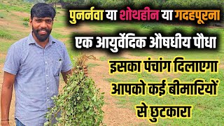 पुननवा या शोथहॉन या गदहपूरना आयुवेंदिक औषधीय पौधा : इसका पंचांग दिलाएगा आपको कई बीमारियों से निजात।