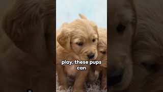 Puppy Spotlight: Golden Retriever Galore - A Golden Bundle of Joy 🐶 #pets #goldenretriever #shorts