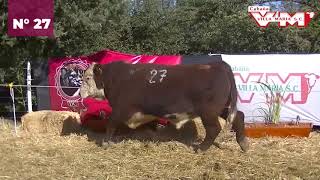 Villa Maria  Toros Hereford  corral 40 N 27