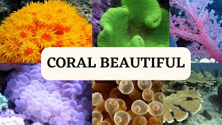 Coral Beautiful