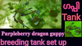 set up breeding tank for purple berry dragon guppy//ഫാം വീഡിയോ/#guppy/#farm