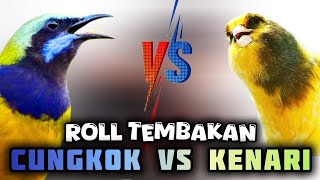 🔴roll tembakan cucak cungkok duet kenari, cocok buat masteran murai batu, cendet, kinoi, konin