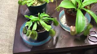 Last video of 2022 !!! Carnivorous 🪴 🌱 plants update week 13