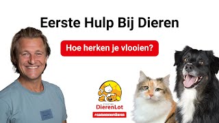 Hoe herken je vlooien?