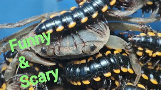 Hilarious Animal Encounter | Funny and Scary | Crab stuck between Millipede| #funnyanimals #scary