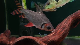 Beli Rff , red feifeng , american flag tail ikan tankmater terajin pembersikan aquarium