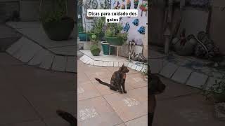 #pets #animais #gatos #viralvideo #adoteumgato #cat #adote #adoteumgatinho #adotaretudodebom #gato