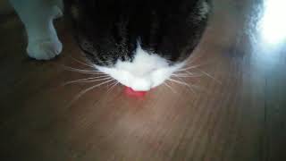 Onze kat eet watermeloen | Our cat eats watermelon