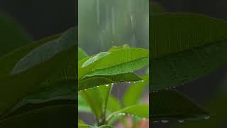 A close up shot of rain falling on leaves in Bali