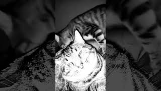 Kitty love is amazing #music #edm #phonk #remix #goku #kitty #cat #love #catcare