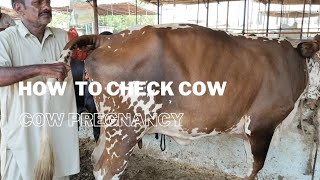 how to check cow pregnancy/Bhains colony mandi @mandivlogswithejaz4258