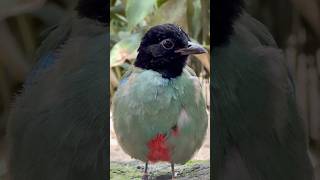 Hooded Pittas forage on the ground, feeding primarily on insects, worms, and small invertebrates.