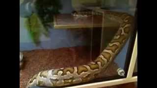 #schlange #serpent #reptile #Tigerpython/#Indianrockpython #pythonmolurus kriecht a.Ablage.