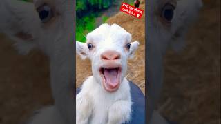 Funny Goat Viral Video 🤣🤣🤣#comedy #funny #cute #viralvideo