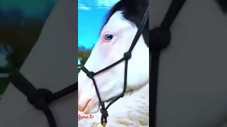 Most beautiful horse in the world