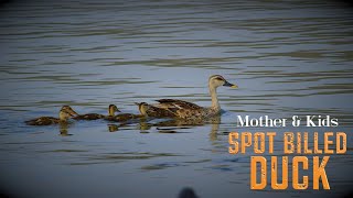 Indian #spotbilledduck #explore #india #wildlife #travel #asmrvideo #relaxation #ambient #nature