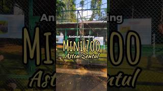 Tau Gak Ada Mini Zoo di Aston Sentul? 🐵 #hotelsentul #hotelbogor #liburanbogor