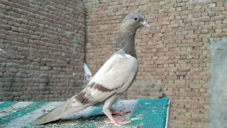 Home Baby pigeon shouk Alhamdulillah vip #masadbirds #baby #pigeon