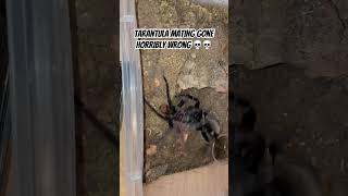 Tarantula mating gone wrong and female ate the male (Xenesthis immanis)