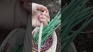 Harvest Vegetables || Panen-Panen Di Mahmudah.garden | Asyiknya punya warung hidup di rumah 🥰