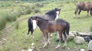 Wild foals from the Mountains.