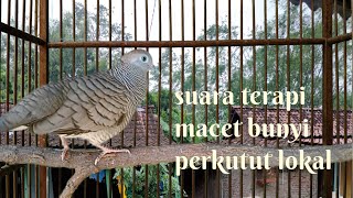 suara untuk terapi macet bunyi perkutut lokal gacor