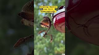 “The Invader” #prayingmantis #bugs #birds #nature #naturelovers #shorts #shortsfeed #fypyoutube