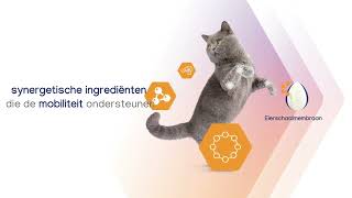 Movoflex soft chews helpen katten bewegen