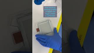 How to perform a western blot #shorts