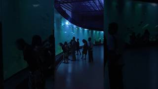 Harga Tiket Masuk Ke Piamari Aquarium Indonesa Terbesar #megatank #penyuhijau #hiu #pari #fyp