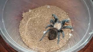 Tarantula Feeding Video 089 - Brachypelma albiceps