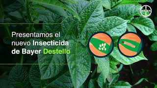 Cuida tus cultivos con Destello | Agro Bayer Colombia