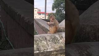 Monkey Playing @ Pashupatinath #Pashupatinath #Temple #monkey #hanumanji