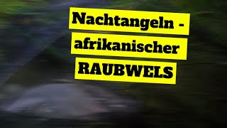 AFROWELS beim NACHTANGELN | Catch and Cook