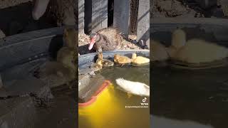 Went to clean the duck pool and found the littles taking a swim. #ducks #muscovyduck #homestead