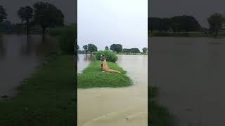 Village Flood Scene| #raptiriver #villagelifestyle #flood