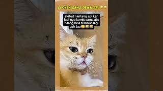 SI OYEN PENAKLUK API #shortvideo #tingkahlucuhewan #cat #oyenbarbar