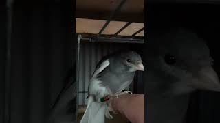 🐦❤