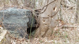 Hiking Pennyfield Lock to Blockhouse Point on the C&O Canal, Feb 9, 2023