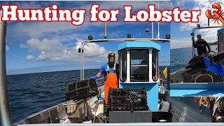 HUNTING FOR LOBSTERS in shore fishing Guernsey