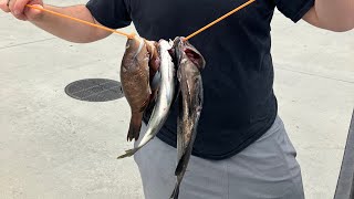 Socal spearfishing July 2023 #fishing #spearfishing #ocean