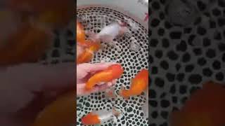 A grade red white ranchu